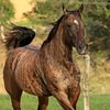 ali.alfdly6