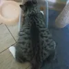 labubu02838