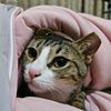 cococat3380