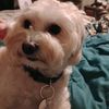 dogsarecute052