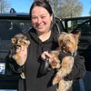 American XL bully puppies home