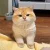 jakeriantandoc5