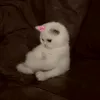 cat.zoz.wow97