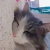 syrinemm