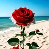 ha..salm