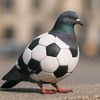 pigeonfootball1