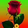 norhan.khaled227