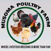 musomapoultryfarm