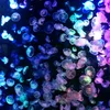 jeiiyfish_4.10
