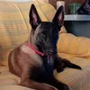 cachipurro2