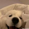 rose_dai_1234