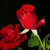 mrdavid995