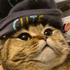 super.cat455