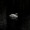 samm__968