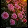 user2204317237227