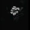 alsha_57