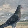 حــمــام لــوت البــصــرة🫴😜