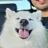 ziggy.the.spitz