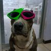perromachopeludo1
