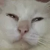 wh4tevah