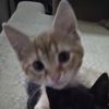 xiao.com_gmail