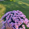 .algaritmova