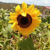 girasoles2053