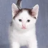 slodkakiciameowmeow