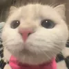 chipyeuanh_7