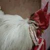 rubelbartolay
