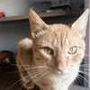 amo_a_mis_gatos_