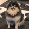 user91tania