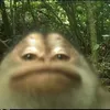 im.in_ur_house