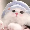 banhmy026