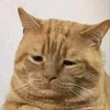 cattreein