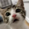 domi_757_