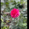 joannemarshallvic8