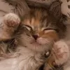 top1catlover