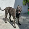 Bruce Cane Corso