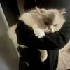 dar_luna7