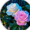 jawad.malik162
