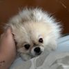 egor_pertagei