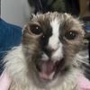 gymcat
