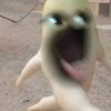 muti_araaa44
