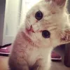 isa_18_patin