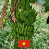 phong.lu569