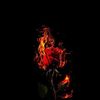 mdsarupislam67