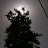anis_r08