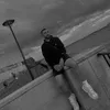 amo.uk8