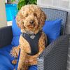 my.doggy.day.camp